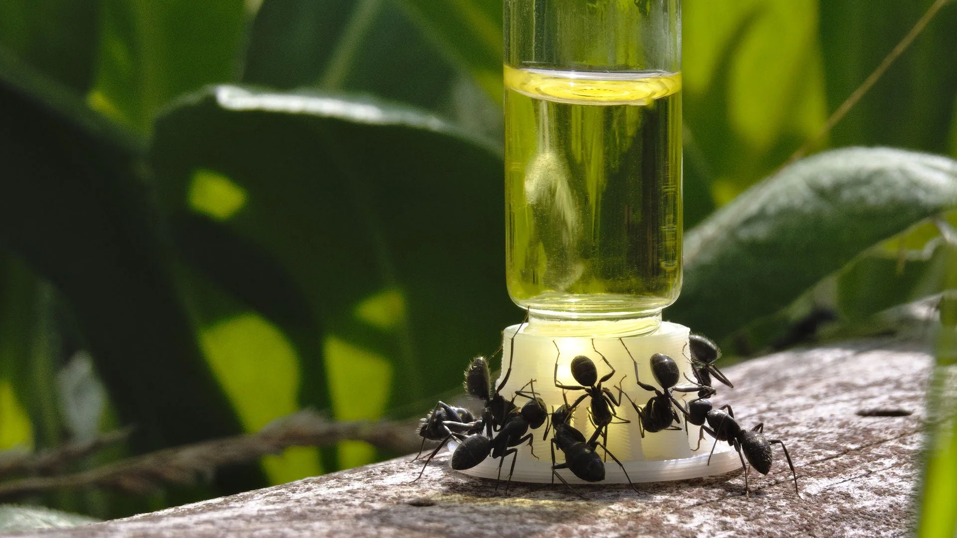 Liquid Feeder Mini (5 ml) byFormica - Image 3