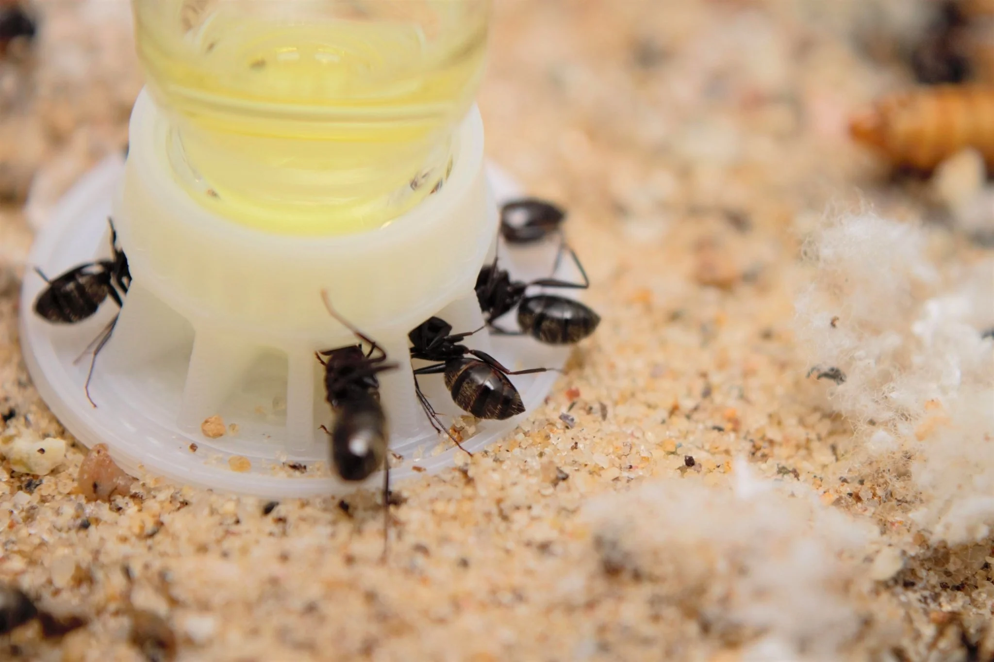 Sunburst Ant Nectar (120 ml) - Image 4